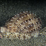 Harpa articularis